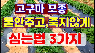 고구마모종 물안주고 심는방법3가지