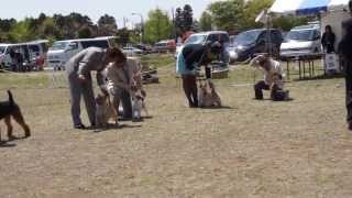 茨城鹿行愛犬クラブ展 テリア♀グループ戦 2013/4/27