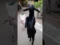 Dancing gote😍😍 #shorts #shortvideo