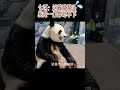 【生无可恋😓】要熊命呀！太难吃了，七巧想给面子又嫌弃🤣！ giantpandas 国宝大熊猫