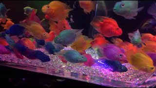 鮮やかな金魚が泳いでいる芸術的な水槽　大阪市アートアクアリウム