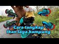 CARA TANGKAP IKAN LAGA KAMPUNG ‼️‼️‼️part4