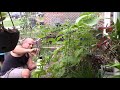 how to apply thuricide to control caterpillars