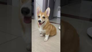 柯基：姨姨们我美吗！ #养狗的乐趣 #corgi #柯基 #pets #萌宠 #可爱狗狗 #寵物 #狗狗 #cute #萌寵