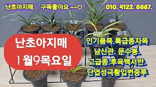 1월9목요일  남산관.문수봉.지수.반성천종.단엽성극황입변중투