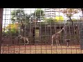 ウェザーリポート動画1124@東京都台東区上野動物園「キリンの疾走」