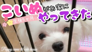 【激かわ必見！】感動！マルチーズの子犬赤ちゃんが我が家にやって来た！その頃の写真を大公開！Puppy came to our house