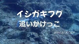 8月25日　イシガキフグ追いかけっこ