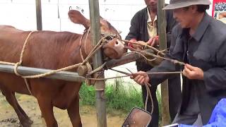 Crazy Nose ring in cow