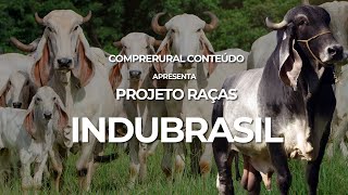 Conheça a raça precursora do Nelore no Brasil, o InduBrasil