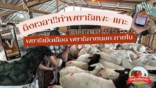 ทำพยาธิภายนอก-ภายใน ของแพะแกะ ใช้ยาอะไร? วิธีการฉีด? - บ้านสานฝันฟาร์ม [EP18]