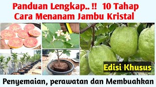 Panduan Lengkap..!  Cara Menanam Jambu Kristal Dalam Pot Agar Cepat Berbuah