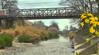 石手川公園の桜