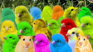 Catch  cute chicks and  beautiful ducks  , colorful chickens , duck ,hamsters ,cute animals #31