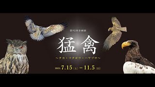 鳥の博物館 企画展「猛禽 －タカ・フクロウ・ハヤブサ－」