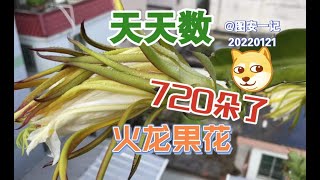 【图安一记】天天都在数火龙果花，都720朵啦。720 Dragon Fruit Flowers So Far