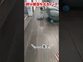 雑な催促をするイッヌ【コーイケルホンディエ】