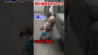 雑な催促をするイッヌ【コーイケルホンディエ】