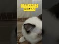 生後四ヶ月のラグドールのとこちゃん🐱　 ラグドール ラグドール子猫 ragdoll