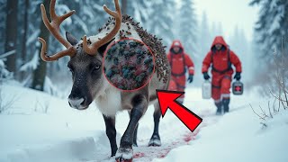 Successfully rescued a reindeer seriously injured by millions of insects and parasites.