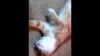 Milo fetching