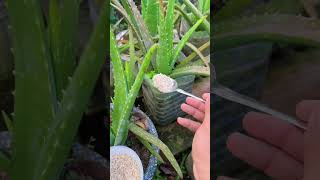 Very effective tips for aloe vera plants #shorts