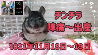 【泣ける感動!! やっと産まれた！チンチラ出産シーン】赤ちゃん誕生の瞬間(超貴重映像) 概要欄に多子出産最新動画のリンクあります。 @saorichinchilla.