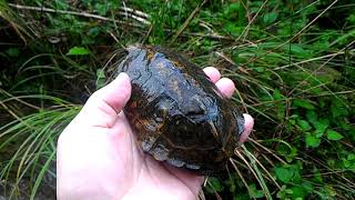 An endangered Japanese turtle that lives humblely