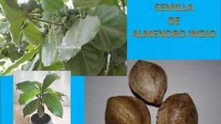 Como plantar una semilla de almendro indio opción 1