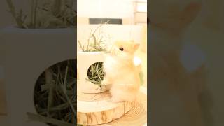 丸太の遊び場でチモシーをむしゃむしゃ食べるうさぎさん #bunny #うさぎちゃん #rabbit