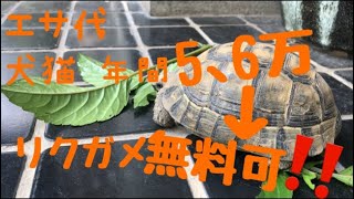 リクガメ野生化17   完全屋外飼育17      ペットで脱炭素‼️草食だからエサも無料‼️only weeds　　　　　　　　　　Earth-friendly  Eco-friendly  Pet