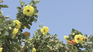 県の“絶滅危惧種”で天然記念物にも指定　ハマボウの花が見頃　愛知・田原市