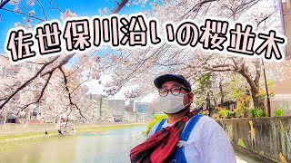 【桜並木】佐世保川沿いをぶらぶらお花見！// 佐世保公園・アルバカーキ橋（佐世保市 平瀬町）