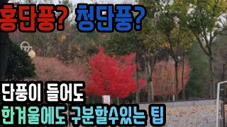 청단풍? 홍단풍? 잎이 없어도 알수있는 꿀팁