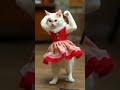 cat dance 💃 cat dancingcat catlover trending