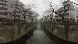 目黒川　雪降る日　360°動画