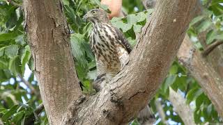 20171127 平實公園鳳頭蒼鷹獵食斑鳩