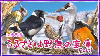 【絶景＆野鳥】冬の九州南部霧島から出水市へ！《野鳥撮影vlog》｜ナベヅル、マナヅル、ムネアカタヒバリ、コクマルガラス、ミヤマガラス