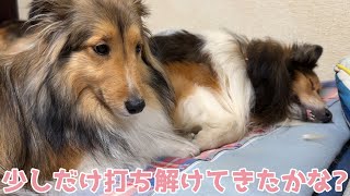 【シェルティ】少しだけ打ち解けてきたかな💤【寝る時間だよ】