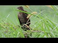 lesser coucal ❤️ beautifulbirds birdsounds cutebirds colourfulbirds birdschirping