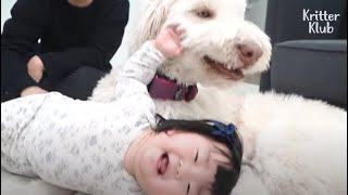 この犬と赤ちゃんの友情を維持するものは何ですか（パート2）|クリッタークラブ