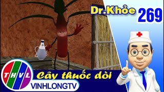 THVL | Dr. Khỏe – Tập 269: Cây thuốc dòi - Phần 1