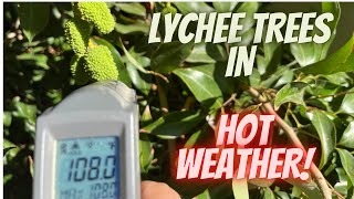 LYCHEE TREES IN HOT WEATHER! Litchi