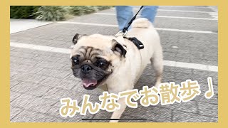 みんなでお散歩♩　パグのおまめの毎日　Its OMAME The Pug