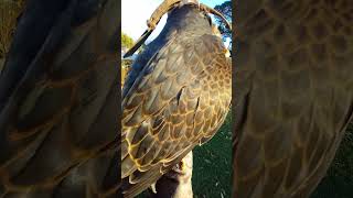 JUVENILE PEREGRINE PLUMAGE