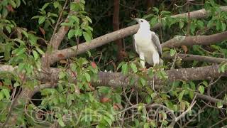 White-bellied Sea Eagle, Straits of Malacca, Perak, Malaysia. 20220206_180243.uhd