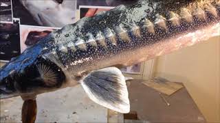 Stellate sturgeon foam carving - Best in Europe 2018, European Taxidermy Champipnships