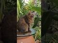 Funny naughty cat p46 //YADNI #shorts #catvideos #cat #cats #catlover #funny #fypシ゚viral #funnycats