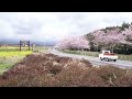 静岡県裾野市須山パノラマロードの桜 裾野富士線）20160408