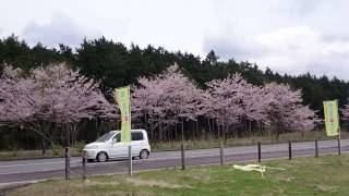 静岡県裾野市須山パノラマロードの桜(裾野富士線）20160408